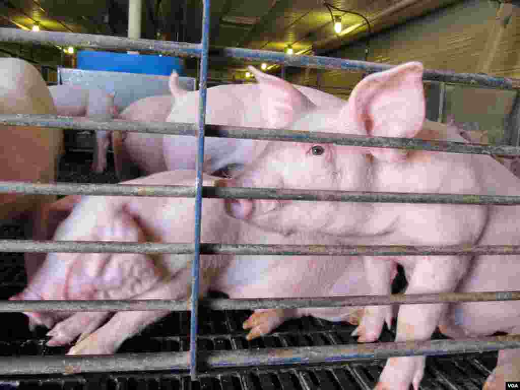 Competition for corn from ethanol is raising the cost of feeding pigs. (Steve Baragona/VOA) 