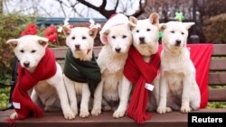 South Korea's former president Park Geun-hye's pet dogs are seen in this handout picture provided by the Presidential Blue House and released by News1 on December 24, 2015. 