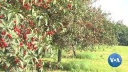 Professional Spitting is Actually a Thing 