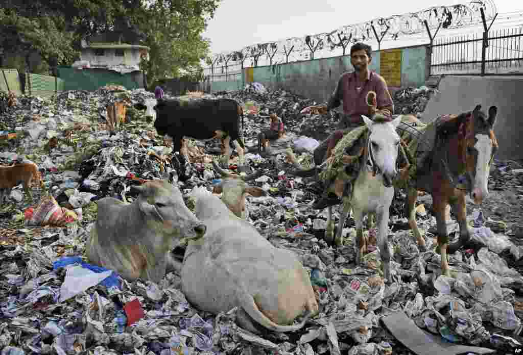 Sapi beristirahat di tempat penampungan sampah di New Delhi, India, sementara seorang pria mengendarai kudanya.