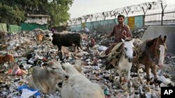 Des vaches dans une décharge de New Delhi, Inde, le 5 juin 2013.