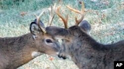 FILE - A pair of young white-tailed deer graze on the edge of the woods in a frost covered field, Nov. 6, 2021, in Zelienople, Pa.