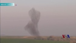 科学家解开鸟群秘密