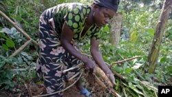 Kwabo Batembo and her four sisters, unseen, clean Casava, a staple food, on the outskirts of the small village of Walikale, Congo, Sept. 18, 2010.