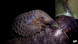 In this photo taken on September 20th, 2016, a Chinese pangolin rests on a tree branch at the Save Vietnam's Wildlife rescue center in Cuc Phuong National Park, Ninh Binh province, Vietnam. On Wednesday in Johannesburg, South Africa, delegates at a U.N. w