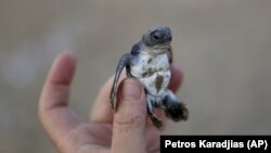A conservationist holds up a tiny sea turtle that just hatched from its nest on Cyprus’ protected Lara beach.