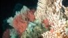 Study: Oceans Suffer Silent Storm of Acidification 