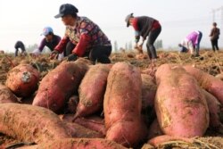 រូបឯកសារ៖ កសិករជនជាតិចិនកំពុងដកដំឡូងនៅក្នុងតំបន់ជនបទ Jining ខេត្ត Shandong ក្នុងប្រទេសចិន កាលពីថ្ងៃទី ២ ខែវិច្ឆិកា ឆ្នាំ២០១៧។