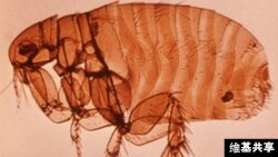 Fleas are the main transmitters of plague.