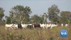 Dry Season Increases Central Africa’s Herder-Farmer Clashes