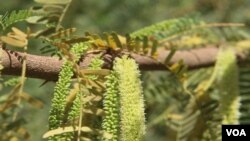 Foto semak kayu mesquite. (Gunter Muller/Malaria Journal, 2017)