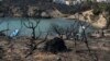 Greece Makes 3 Migrants Citizens for Their Wildfire Rescues