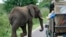 FILE - A bull elephant walks past a car load of tourists in South Africa's Kruger National Park, December 10, 2009. 