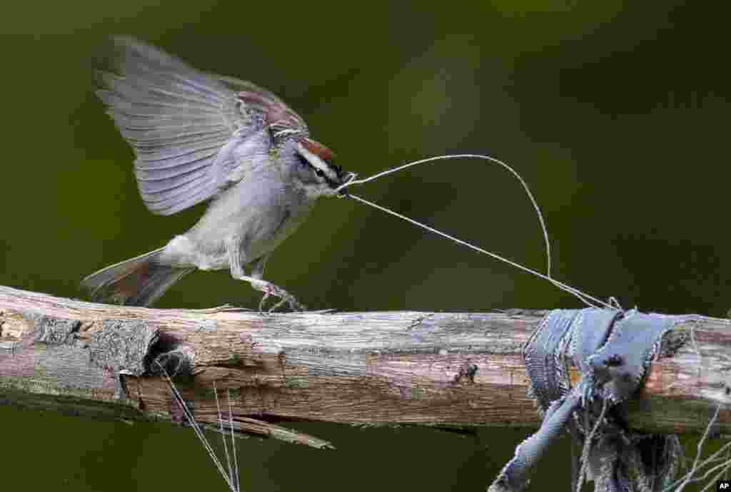 Seorang burung pipit tersangkut benang saat hendak menbuat sarang di sebuah taman di Freeport, Maine, Amerika.