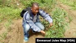 L'ex migrant Alain Christian Mboena dans le champs  de poivre qu'il a créé  au village Biyaga, le 3 décembre 2017. (VOA/Emmanuel Jules Ntap)