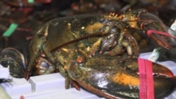 Maine Lobster Lands on Chinese Tables