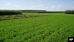 FILE - A crop in Boone County, Iowa. A new clean technology to turn sunlight into liquid fuel could drastically shrink the need for large plantations to grow crops for biofuels, while combating climate change, Harvard University researchers said on Thursday.