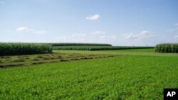 US farmers receive $5 billion a year in direct payments from the US government, whether the farms are hurting or prospering.