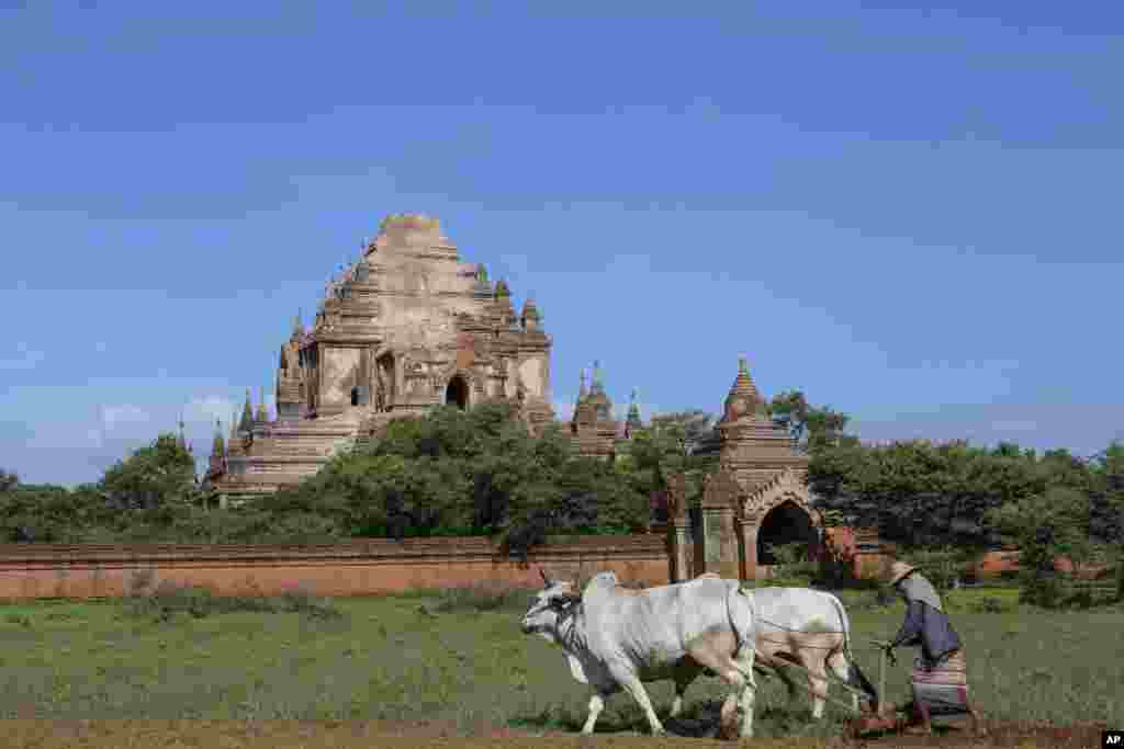 A woman farms in a field in front of the Sulamani Guphaya temple, which was damaged after a strong earthquake hit Bagan, Aug. 25, 2016.