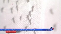سازمان جهانی بهداشت خواستار روشهای نوین در مبارزه با زیکا شد