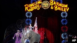 An Asian elephant performs during the national anthem for the final time in the Ringling Brothers and Barnum & Bailey Circus, May 1, 2016, in Providence, Rhode Island. The circus closes its own chapter on a controversial practice that has entertained audi