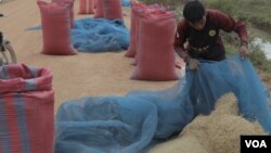 រូបឯកសារ៖ កសិករ​ម្នាក់​កំពុង​ប្រមូល​ទិន្នផល​ស្រូវ ដែល​ត្រូវបាន​ដាក់​ហាល​នៅ​លើ​ផ្លូវ​លំ​មួយ​នៅ​ខេត្ត​បន្ទាយ​មានជ័យ។ (ស៊ុន ណារិន/VOA)