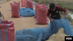 រូបឯកសារ៖ កសិករ​ម្នាក់​កំពុង​ប្រមូល​ទិន្នផល​ស្រូវ ដែល​ត្រូវបាន​ដាក់​ហាល​នៅ​លើ​ផ្លូវ​លំ​មួយ​នៅ​ខេត្ត​បន្ទាយ​មានជ័យ។ (ស៊ុន ណារិន/VOA)