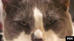 Anda tak ingin berpisah dengan si Meong, bahkan di alam kubur? Kalau Anda tinggal di New York, itu tidak mustahil.