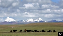 FILE - Herders graze their yak in the grasslands of the high Tibetan Plateau in the county of Naqu, Tibet, China, July 6, 2006.