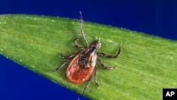 تب کریمه کنگو یک بیماری ویروسی منتقل شده از کنه با منشاء مشترک بین انسان و دام است.