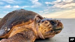 Sea Turtles Dredging Threat
