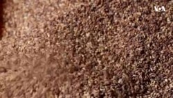 استخراج روغن کنجد به شکل سنتی در هرات