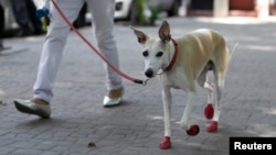 A dog wearing red shoes walks in the park as the coronavirus disease (COVID-19) outbreak continues, in Mexico City, Mexico April 8, 2020. (REUTERS/Carlos Jasso)