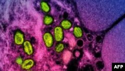 เชื้อเอ็มพ็อกซ์ในเซลล์