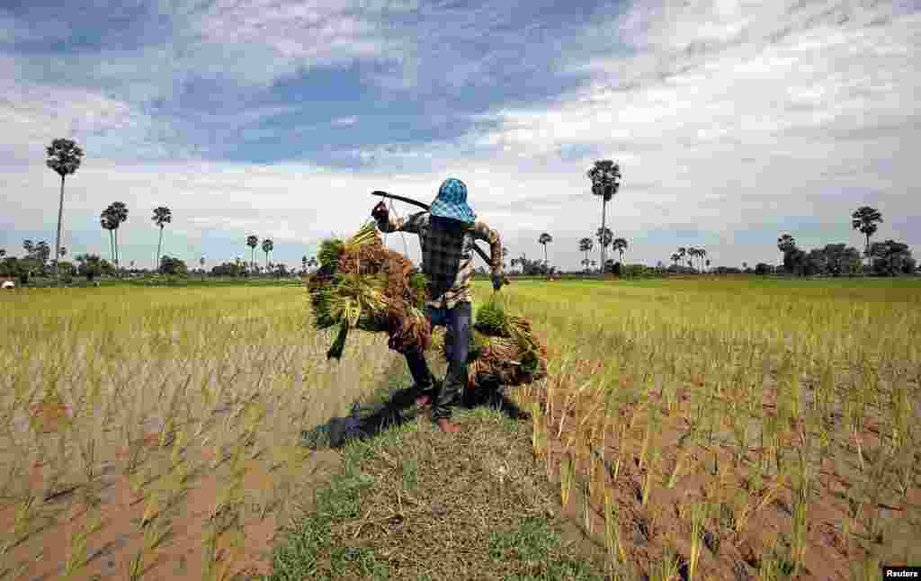 Seorang petani membawa bibit padi di sawah di pinggiran ibukota Phnom Penh, Kamboja.