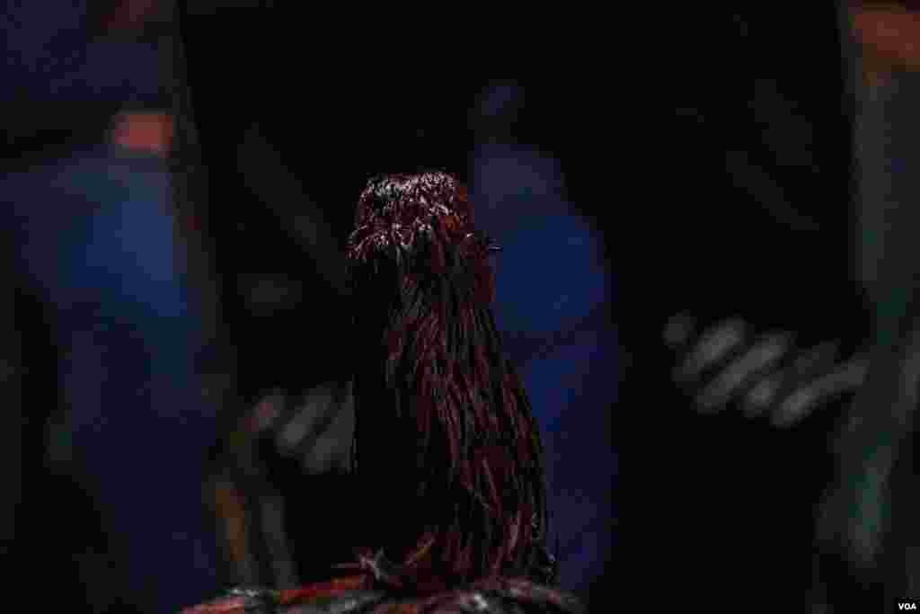 It is impossible for even the winning rooster to end the match without a bleeding head, sometimes even losing an eye or breaking a beak. (H. Elrasam/VOA) 