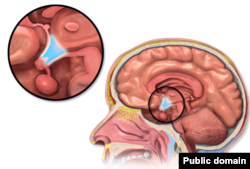 The hypothalamus, the blue section circled above, is part of the brain. It controls activities like growth, reproduction and the way we process food.