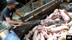 Vaksin MR buatan SII disebut mengandung babi.