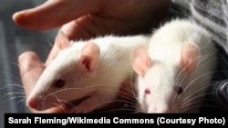 Lab rats such as those pictured here were used to conduct research for the Georgetown University Medical Center study. (Sarah Fleming/Wikimedia Commons)