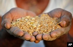 Seorang petani India memajang gandum yang rusak sebagian akibat curah hujan di pinggiran Ajmer, India. (Foto: AP)