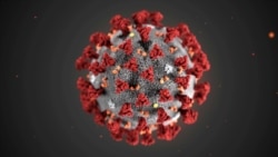 The ultrastructural morphology exhibited by the 2019 Novel Coronavirus