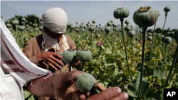 یافته‌های ملل متحد نشان می‌دهد که کشت خشخاش و تولید تریاک از ولایت‌های غربی به شمال-شرق افغانستان منتقل شده است.