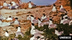 Landscapes of Dauria: Caspian Tern and Relict Gull. (O.Goroshko)