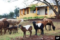 The farmer says he lives a very simple, but also “very rich” life on his farm, farming the way he loves