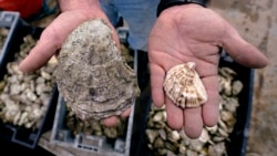 The difference between a standard oyster, and an 'ugly' oyster. (AP Photo/Charles Krupa)