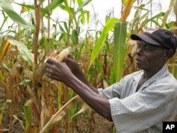 Spreading dryness would increase hunger in parts of Africa that depend on maize and rice, two crops that depend on plentiful rainfall.