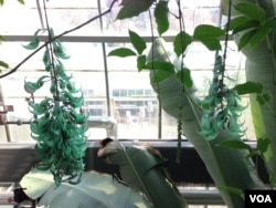 The striking blue-green shade of the flower clusters "look almost fake," said Devin Dotson of the U.S. Botanic Garden in Washington.