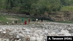 Women walking their animals to the nearest stream. This would've been unheard of under Islamic State rule.