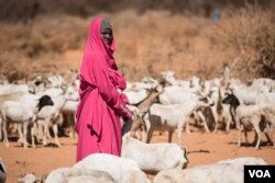 A woman waits with her goats to get them water from a well in the Somaliland region of Somalia on Feb. 9, 2017. (VOA/Jason Patinkin)