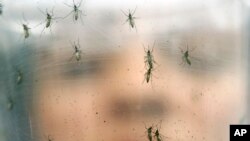 FILE - A researcher holds a container of female Aedes aegypti mosquitoes at the Biomedical Sciences Institute at Sao Paulo University in Brazil.